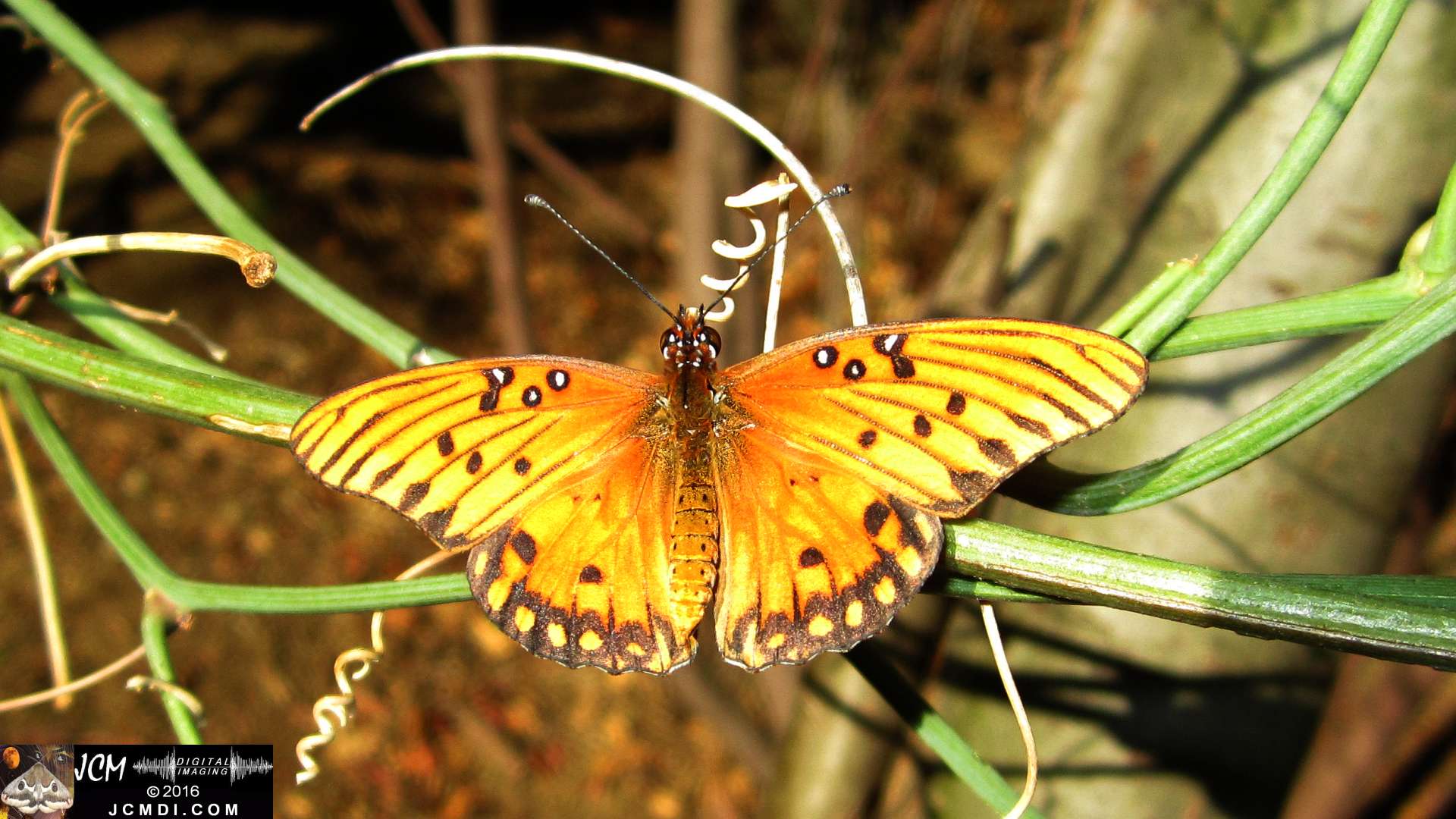 A Gulf Fritillary butterfly being released at the end of the life cycle-rearing documentary project